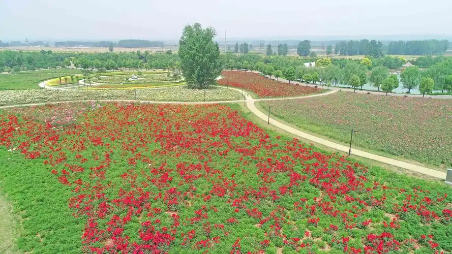 七彩花海花开正艳