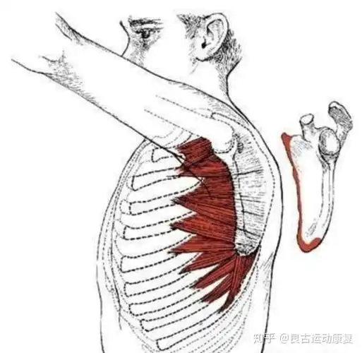 泡沫轴筋膜放松系列——"前锯肌"详解