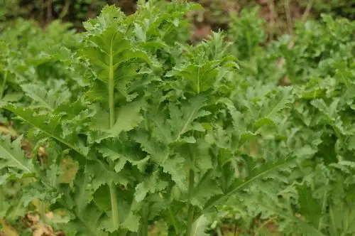 草刀 答过的问题 - 知乎