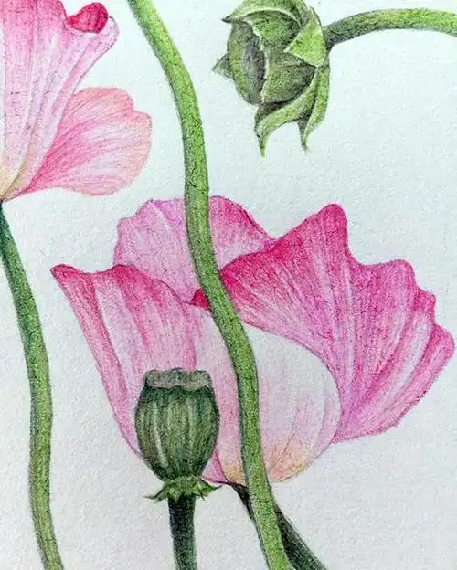 彩铅画花超简单零基础上手快彩铅画花教程粉色的美人