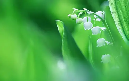 壁纸 铃兰,白色的花朵,朦胧