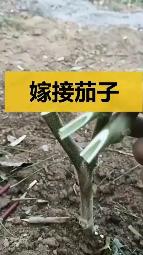 茄子与西红柿长在一棵树上,嫁接能提高产量,可惜大多数农民不懂!