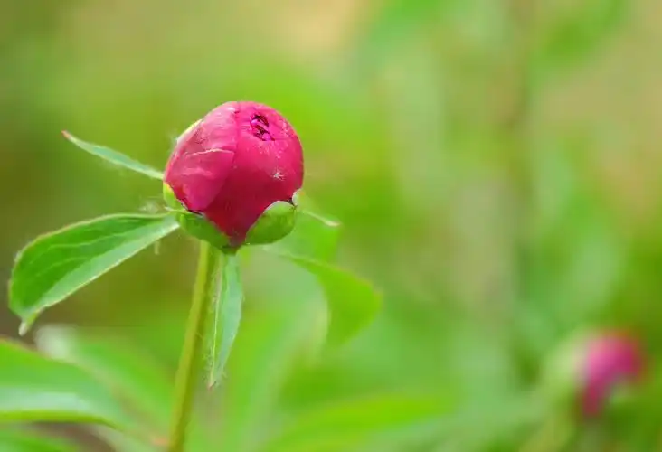 含苞待放的芍药花图片花朵芍药花芍药将离离草婪尾春余容犁食没骨花黑