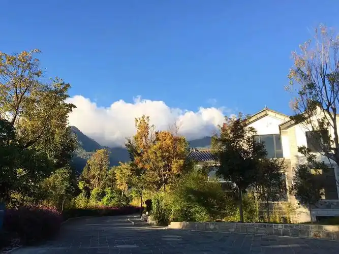 猫这些宠物和大自然,都带给人治愈人心的力量.