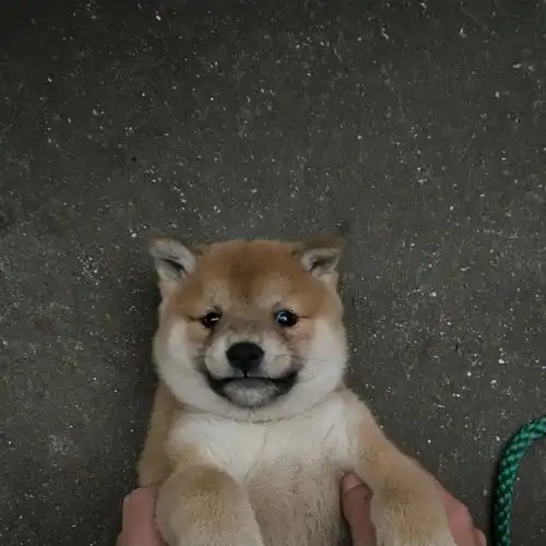 论柴犬的基因有多强