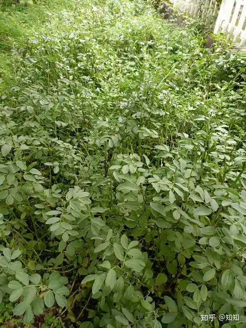 蚕豆苗(五绝) - 知乎