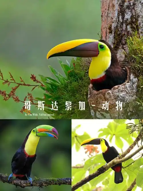 种子97,浆果和昆虫为食～00绯红金刚鹦鹉:哥斯达黎加最具代表性的