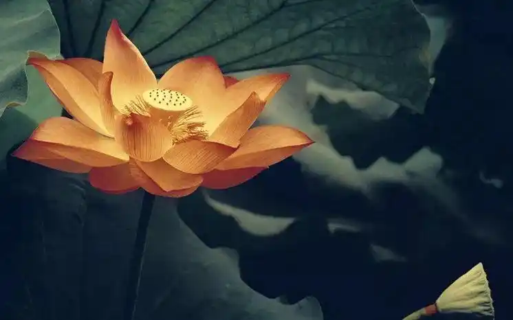 占察助我强信愿 七宝莲花日益增|占察感应