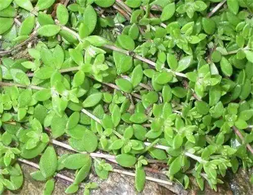 这种农村常见的草药,人们拿来做酸菜吃,但它却可以调理蛇咬伤!