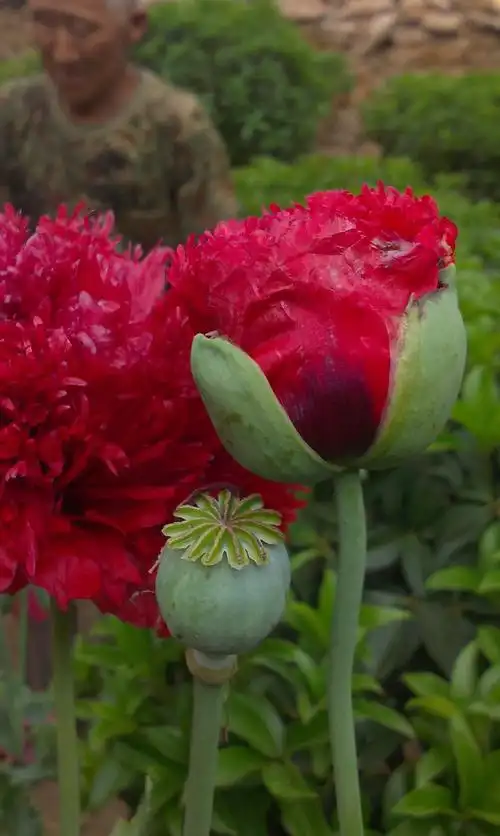 罂粟,罂粟花,她美丽,妖艳………大烟,贩毒,吸毒……每年都会种上几颗,