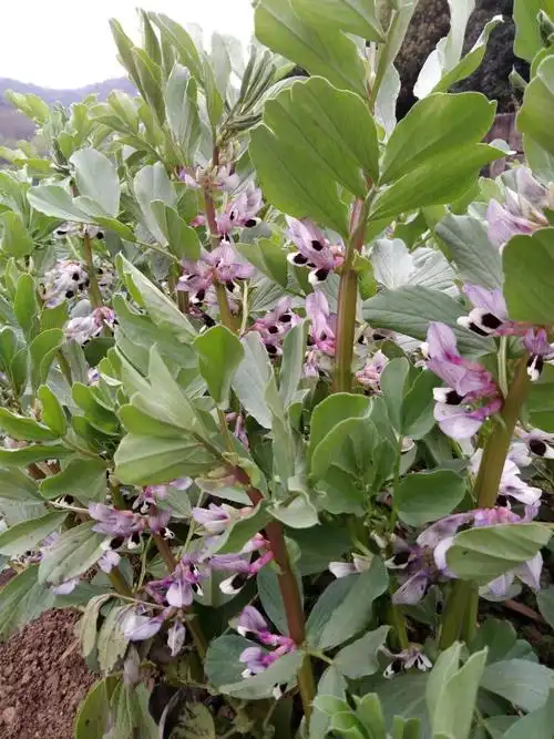 杭州之旅(三) 一一游八卦田,玉皇山,白塔公园 - 美篇