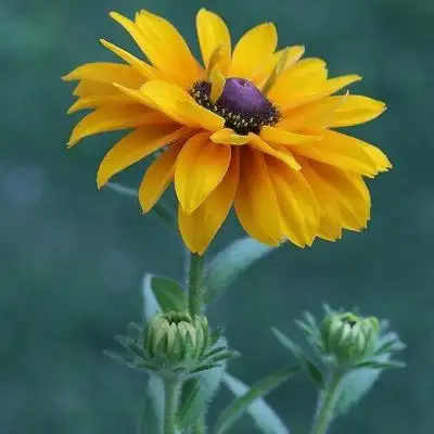 2022年头像招财图片