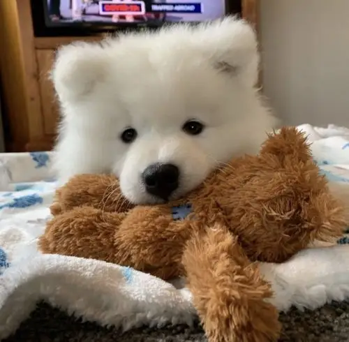 超级可爱的狗狗