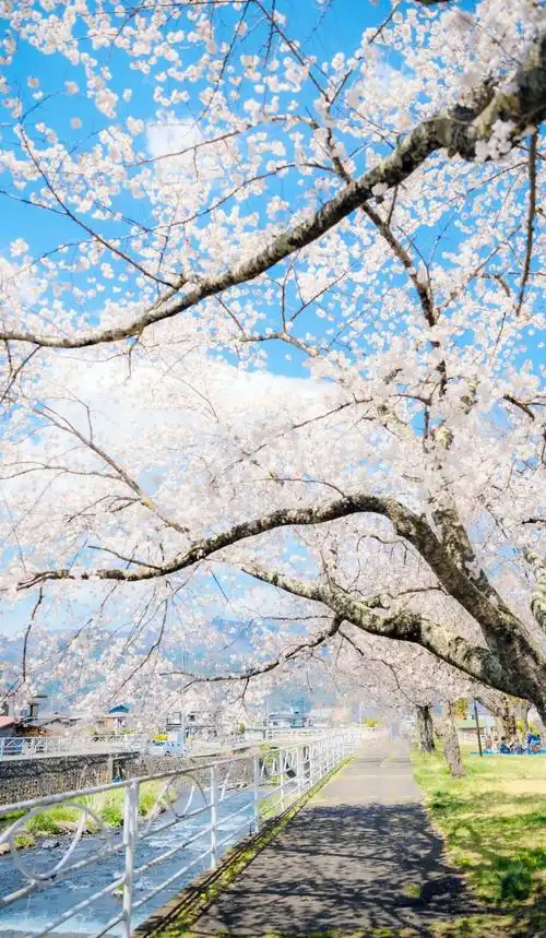 樱花盛开的美景,图片大全,高清,图库-回车桌面