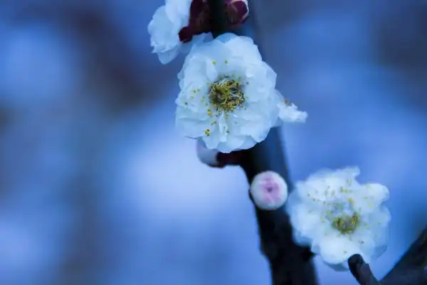 梅花--你许一个冬,我还一世情