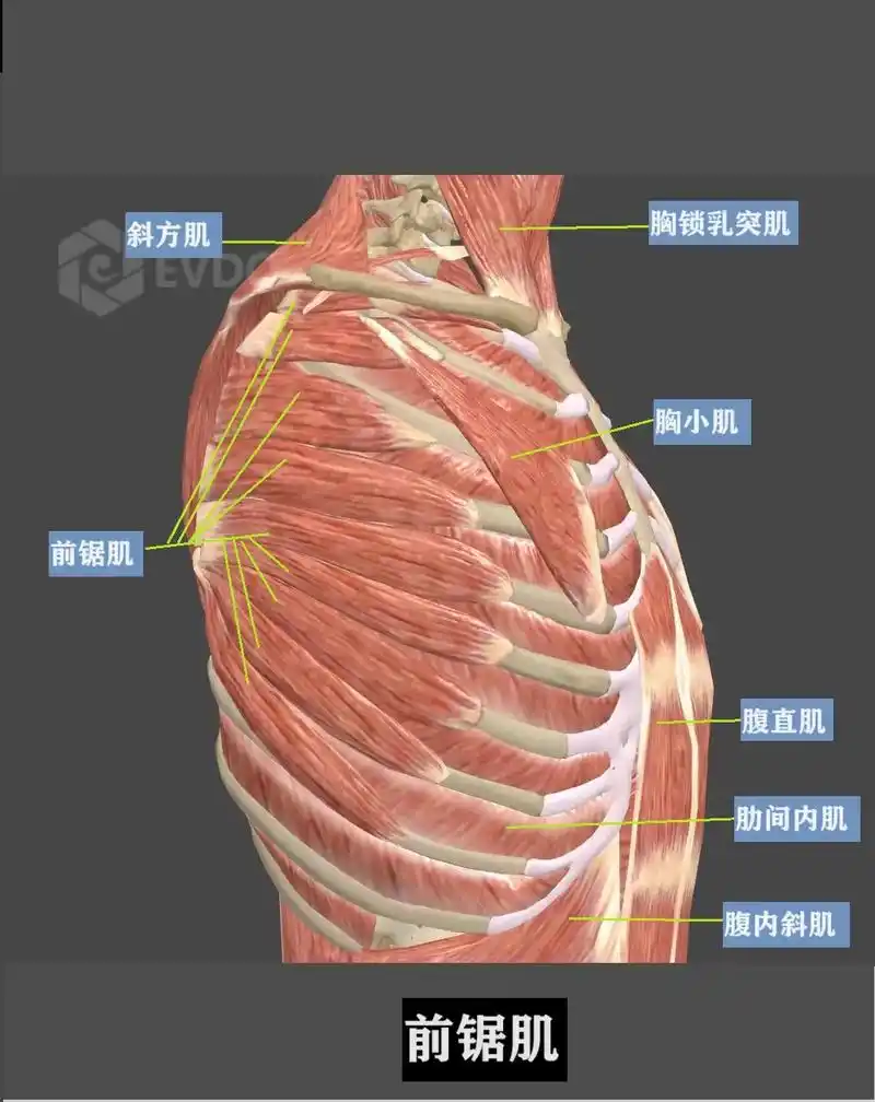 前锯肌.#医学科普 #医学生 #人体解剖学 #前锯肌 #肌肉 - 抖音