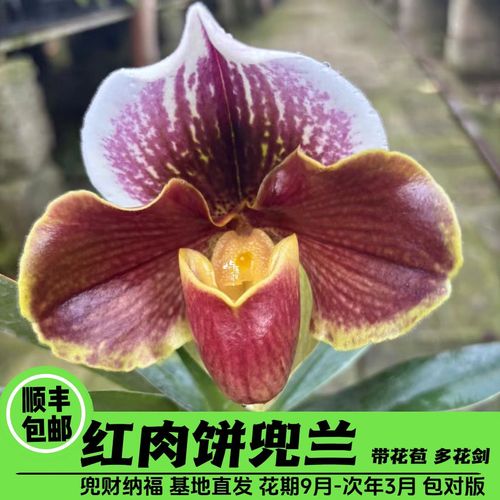 红肉饼兜兰带花苞花期室内盆栽桌面长大花卉ins风卧室新中式兰花