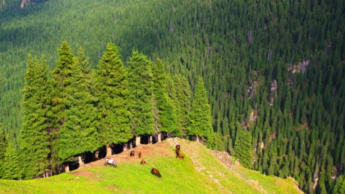 中国哪里有原始森林?