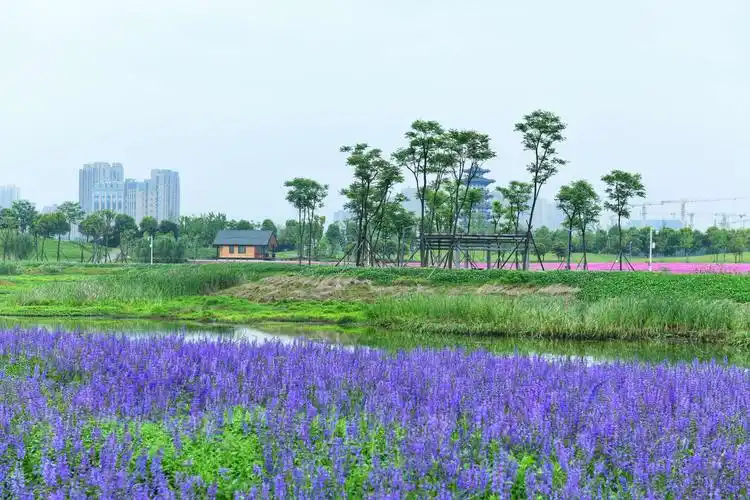 长沙洋湖湿地景区花海营地