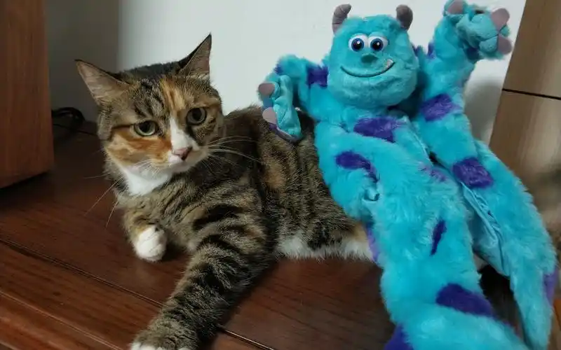 会动的毛怪帽子和猫咪的故事