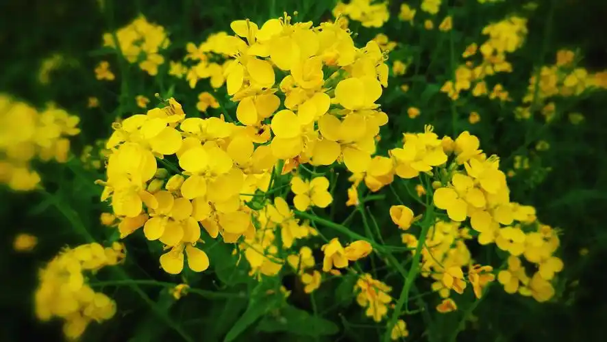 早春三月菜花开 - 美篇