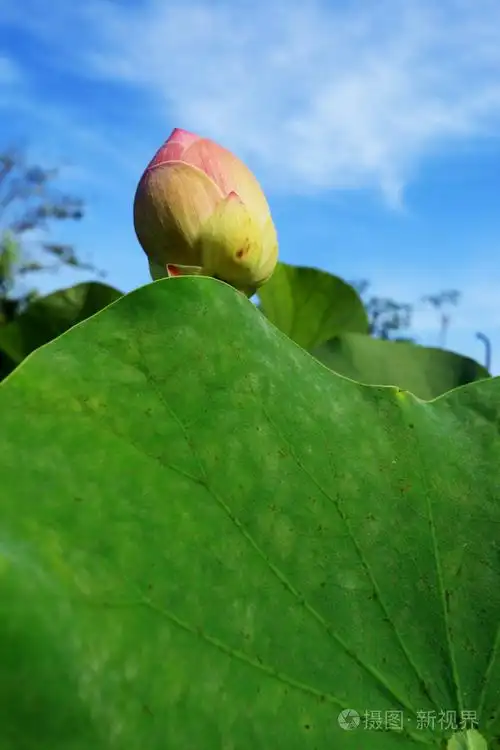 粉红色莲花蓓蕾在天空