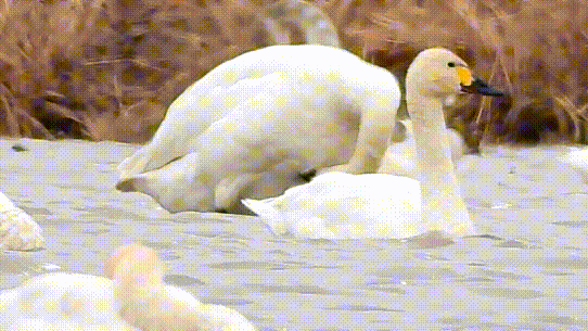 542_305gif 动态图 动图