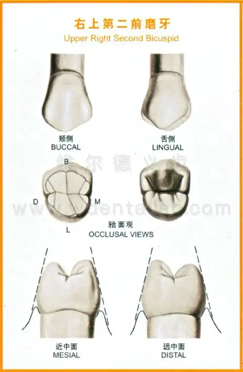 右下第二前磨牙右上第一磨牙右下第一磨牙右上第二磨牙右下第二磨牙
