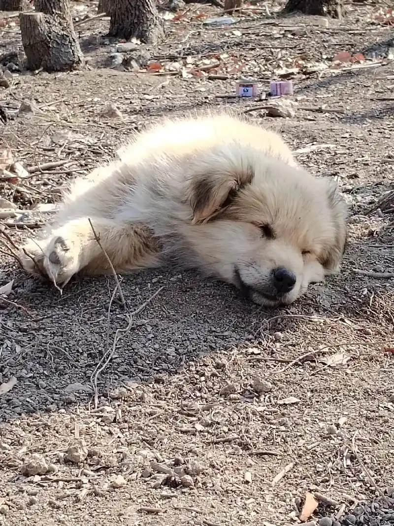 壁纸 动物 狗 狗狗 1440_1920 竖版 竖屏 手机