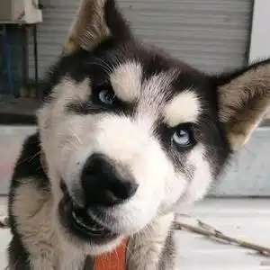 终究是只单身狗头像