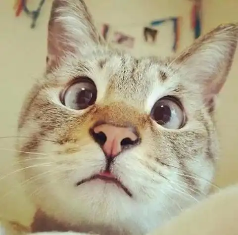 萌宠喵星人头像可爱搞怪创意平铺猫