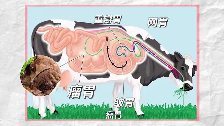 牛身上有四个胃为什么毛肚获得了最受欢迎奖