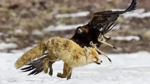 世界"最凶猛"的老鹰,传言是狼的唯一"天敌",能直接将其活抓