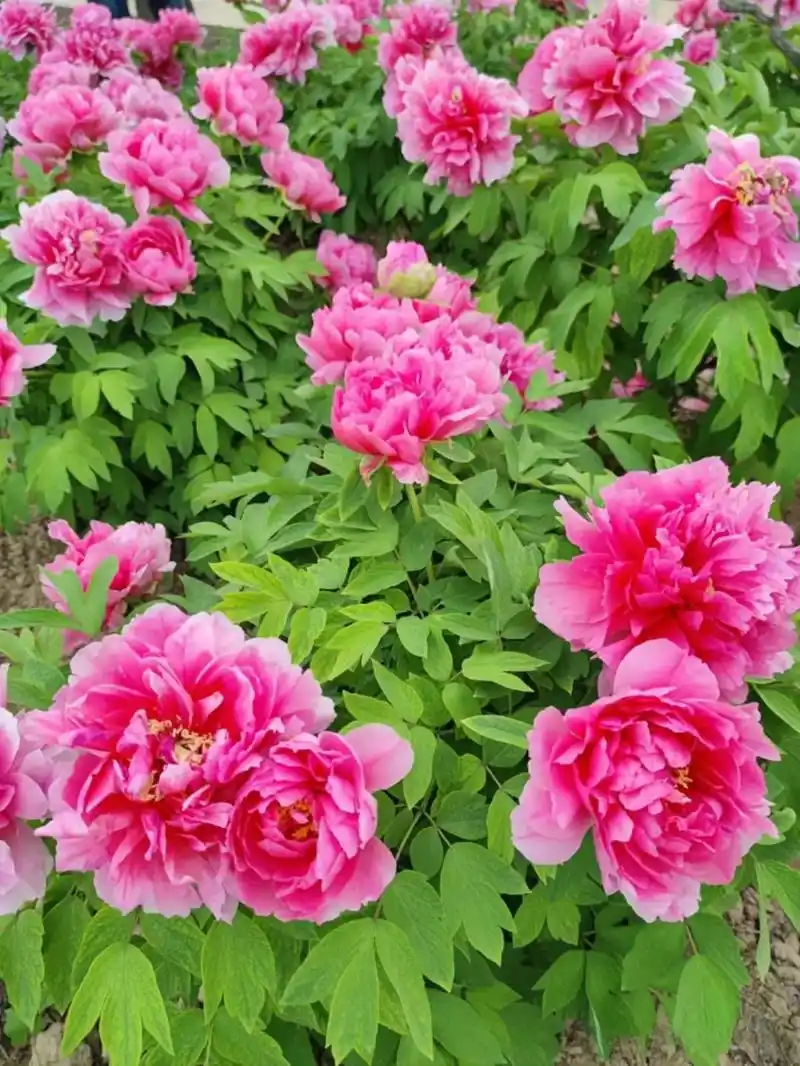 正宗河南洛阳牡丹花,牡丹国之王,象征着富贵吉祥,好运连连#春 - 抖音