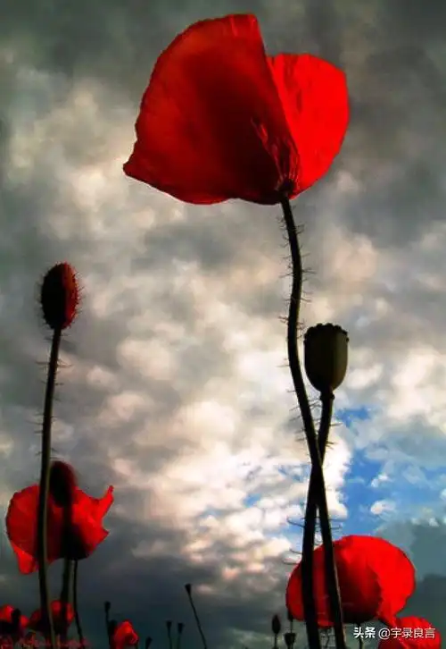 净化心灵的感悟短语,通透走心,唯美有深意