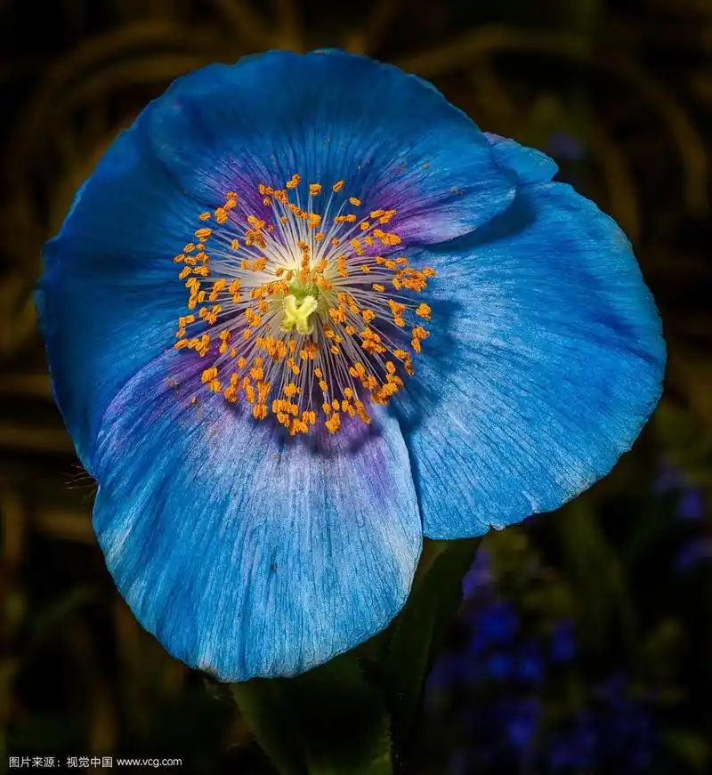 蓝色罂粟