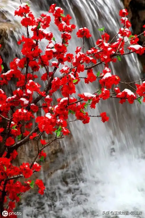 玉兰诗句-雪中红梅(每日一首微诗)