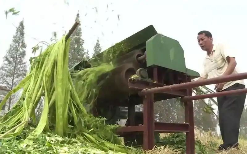 砍麻剥麻一步到位,老汉:农科院用了也说好