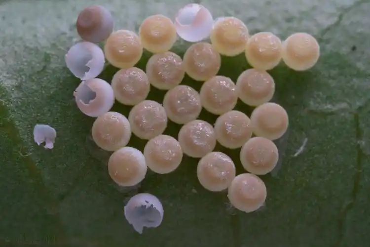 小蛋糕一样的虫卵