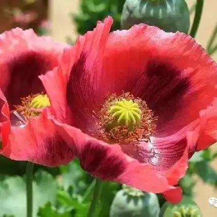 传统毒品的原生植物主要有罂粟,大麻,古柯三种,也正是这三种原生植物