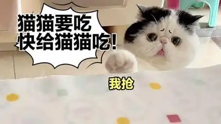 主人吃东西,把猫咪差点馋疯了,急得猫在桌子旁上蹿下跳