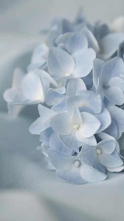 清新淡雅的绣球花