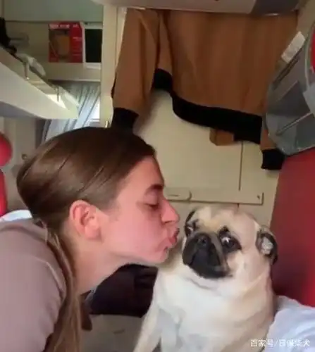 女主人嘟嘴亲狗狗,狗子一脸不乐意,小表情把人笑喷