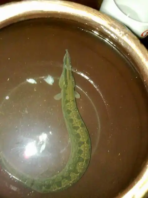 鱼古的功效与作用(古鱼的营养价值) | 锁阳号_分享各种的功效与作用及