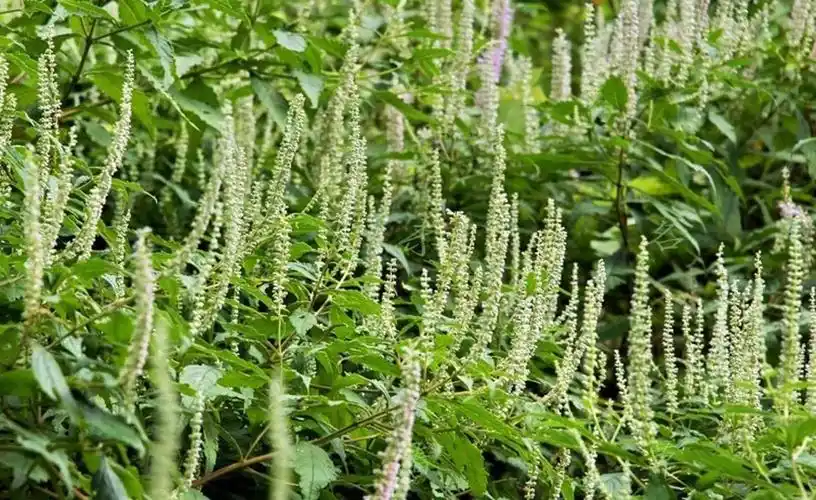 p>长毛香薷,为平铺草本,高10-50厘米.