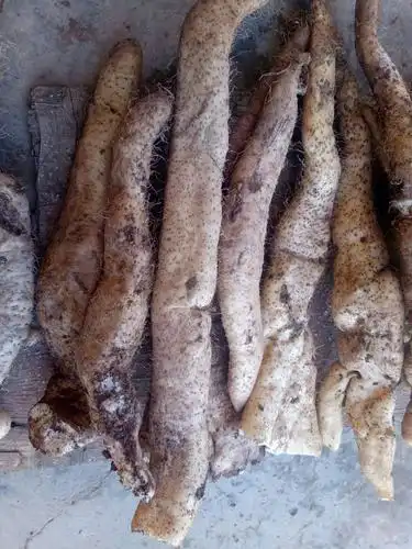 [野生山药批发]野生山药 50~70cm 价格20元/斤 - 惠农网