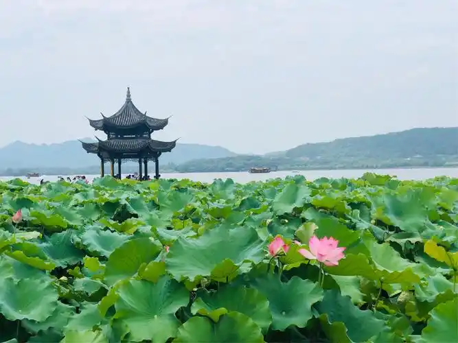 西湖.夏日 .荷花