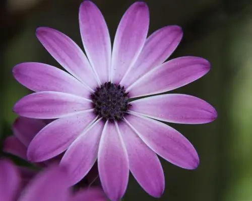 美丽的紫色花朵-鲜花照片高清壁纸