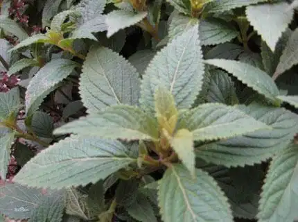 溪黄草有效成分溪黄草素a,尾叶香茶菜素a,具有抗癌活性,对人宫颈癌