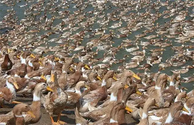 临武鸭孵化管理要点 - 养鸭技术 - 黔农网